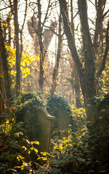 Old English Graveyard. Untended Graves Abandoned To Nature In Abney Park, A Cemetery In North London.