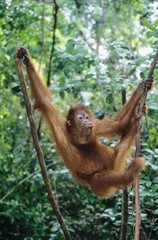 Orangutan climbing tree