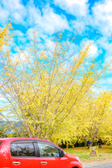 黄金色の太原イチョウ並木と青空(福岡県）