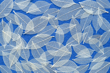 Natural leaf skeleton overlapping on a blue background
