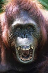 Orangutan howling close-up © MDBPIXS