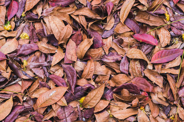 Full-frame images of dry leaves on the ground in the dry season