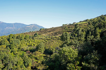 Rice terraces in the valley on the hike from Ngatsang in Eastern Bhutan 