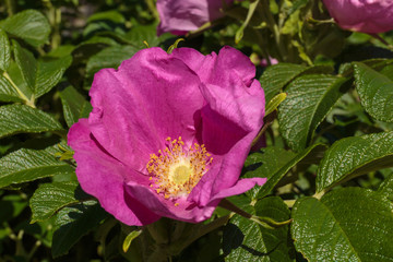 Blossom of a wild rose. Lonely purple rose hip flower.