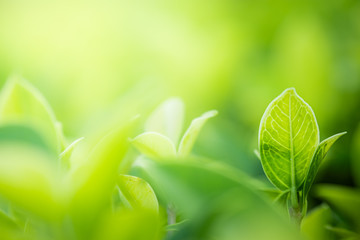 Closeup beautiful view of nature green leaves on blurred greenery tree background with sunlight in public garden park. It is landscape ecology and copy space for wallpaper and backdrop.