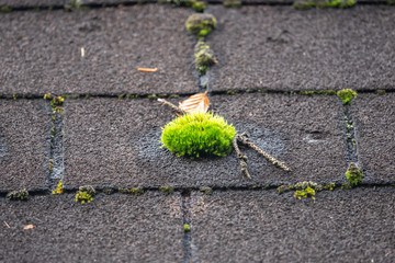 Moss grows wild on a roof