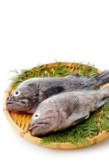 真ぞい　Japanese fox jacopever 