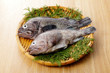 真ぞい　Japanese fox jacopever 