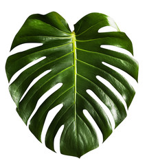 monstera tropical leaf isolated on white - obrazy, fototapety, plakaty