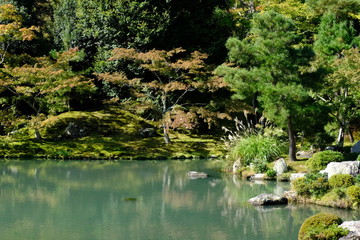 京都大本山天龍寺の紅葉し始めた日本庭園とススキの風景