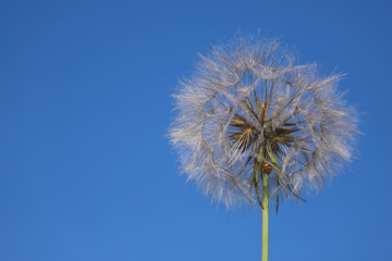 Close up of a single dandelion seed head with a ladybird on the stem against a clear blue sky in the summer sunshine
