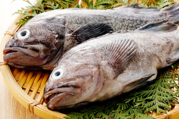 真ぞい　Japanese fox jacopever 