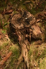 a tree stump with its rough surface, plus the light and shadow effect on top of it