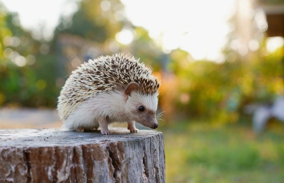 Fototapeta hedgehog in forest