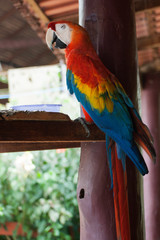 blue and yellow macaw