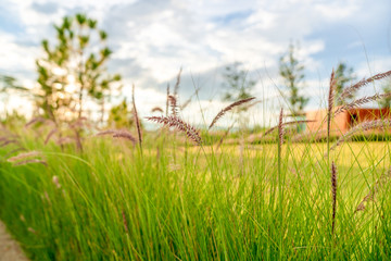 Beautiful golden grasses background blue sky clouds green garden sunrise  sunset sun shine silhouette light idea travelling backpacker guiding  backpacking camping campfire hiking relaxing resting