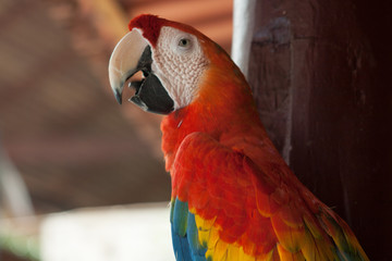blue and yellow macaw