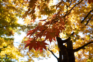 青空と紅葉