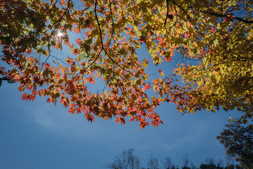青空と紅葉