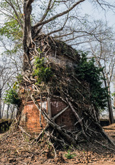 Wooden Roots of big trees Prasat Pram Temple ruins Koh Ker Cambodia