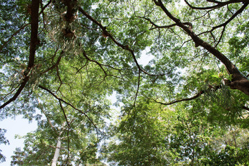 Top view of large tree branches. Nature.