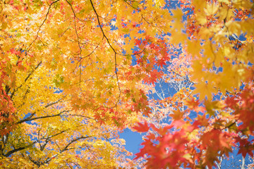 青空と紅葉