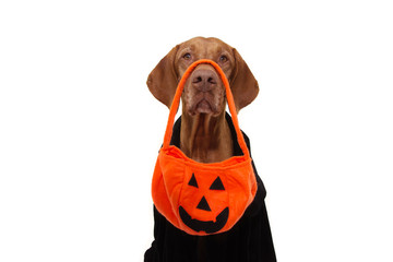 dog halloween trick or treat with pumpkin bag and black dressed.  Isolated on white background.
