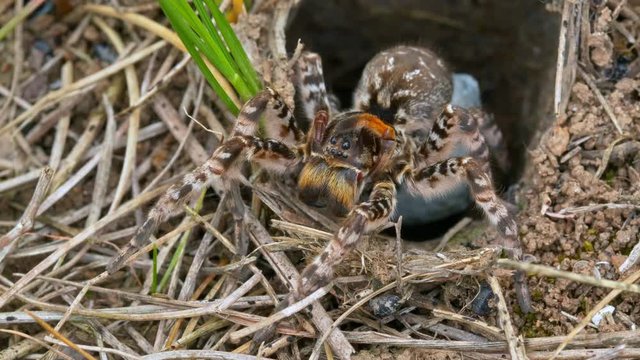 South Russian tarantula wolf spider (Lycosa singoriensis) mother cleaning itself