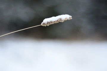 a blade of grass in a snow cap