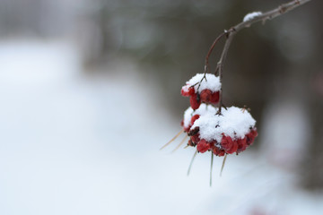 Rowan berries in a snow cap