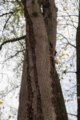 The trunk of the tree that hit the lightning. Big scar, the concept of survival, memories and good luck.