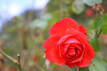 薔薇　曇り空と森の背景に映える薔薇