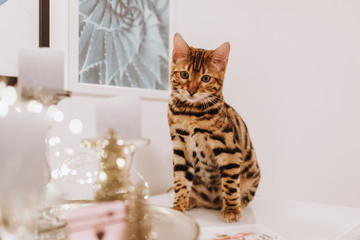 Bengalkater Kätzchen Weihnachten Bengal