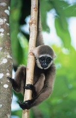 Young Squirrel Monkey climbing tree
