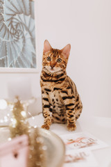 Bengalkater Kätzchen Weihnachten Bengal
