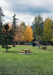 Wooden picnic tables in autumn garden at park
