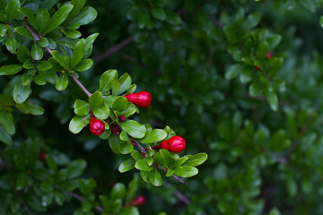 the tree or the red twig of pomegranate, and fresh flowers. Pomegranate is a fruiting deciduous shrub.