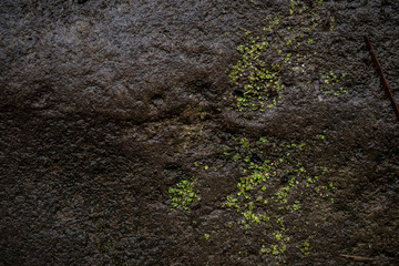 Texture of wet stone covered with moss. Background image of macro photography texture stone