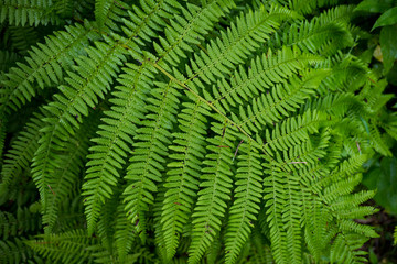 Background image of green grass. The texture of fresh fern