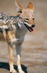 Black-backed Jackal (Canis Mesomelas) on savannah