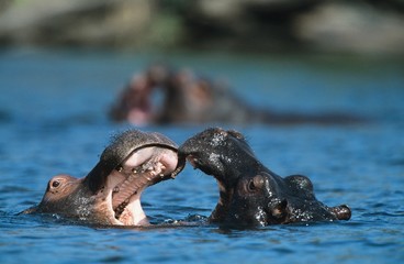 Fototapeta premium Two Hippopotami (Hippopotamus Amphibius) bathing in waterhole