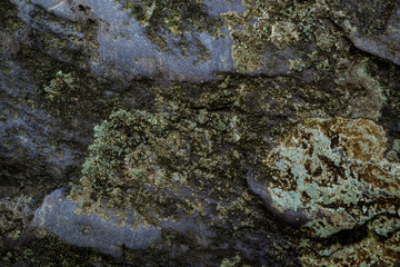 Texture of wet stone covered with moss. Background image of macro photography texture stone