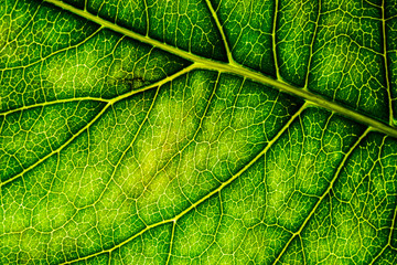 Background image of a leaf of a tree close up. A green leaf of a tree is a big magnification. Macro shooting.