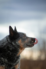gray dog breed australian healer stuck out his tongue