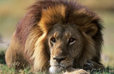 Male Lion lying on savannah