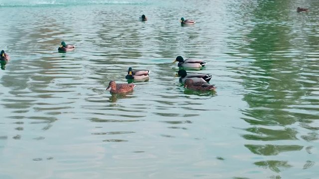Flock of mallard (Anas platyrhynchos), dabbling ducks swimming in a pond