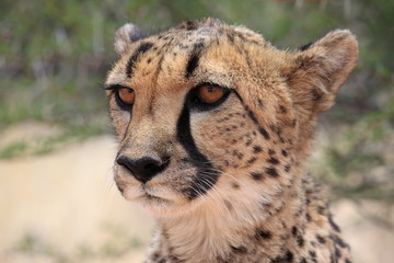 Gepard, Südafrika