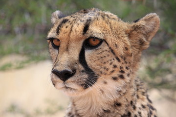 Gepard, Südafrika © Manuel