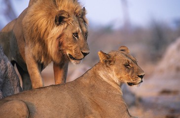 Pair of Lions resting