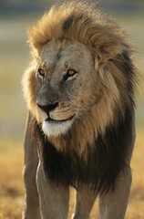 Male Lion